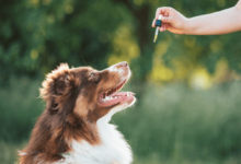 How Much Cbd Oil for Dog