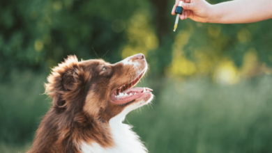 How Much Cbd Oil for Dog