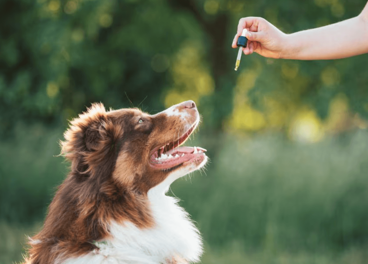 How Much Cbd Oil for Dog