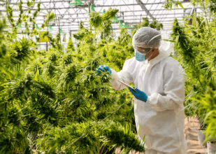 Is Cbd Legal in India
