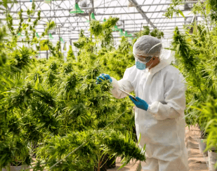 Is Cbd Legal in India