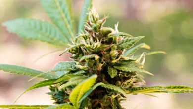 What Does Cbd Flower Smell Like