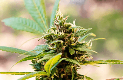 What Does Cbd Flower Smell Like