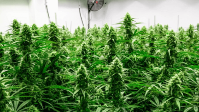 Texas Medical Marijuana Program: What You Need to Know and Upcoming Expansions in September 2025