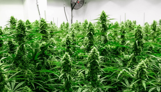 Texas Medical Marijuana Program: What You Need to Know and Upcoming Expansions in September 2025