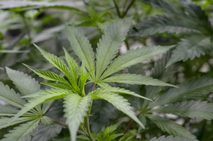 Cannabis Marketing Agency Website Designs that Convert